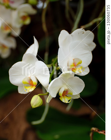 Elegant white orchids bloom gracefully in a tropical garden during the sunny afternoon, showcasing nature's beauty in full splendor Elegant white orchids bloom gracefully in a tropical garden during the sunny afternoon, showcasing nature's beauty in full splendor 130060735