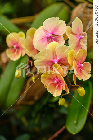 Colorful orchids blooming in a tropical garden during early spring showcase their delicate beauty and vibrant colors Colorful orchids blooming in a tropical garden during early spring showcase their delicate beauty and vibrant colors 130060757
