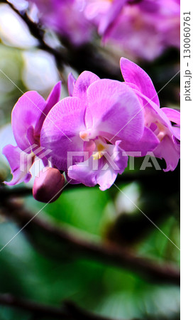 Beautiful pink orchids blooming in a lush garden during the sunny afternoon 130060761