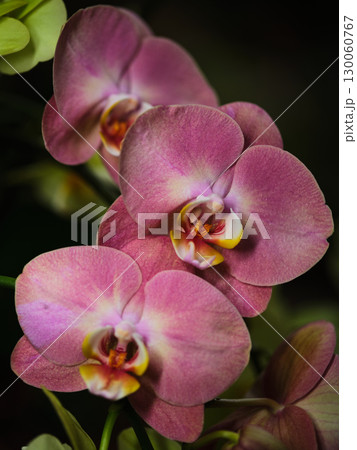 Beautiful pink orchids blooming in a vibrant indoor garden setting with soft lighting details Beautiful pink orchids blooming in a vibrant indoor garden setting with soft lighting details 130060767