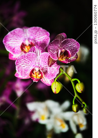 Vibrant pink orchids bloom gracefully in a botanical garden setting during springtime Vibrant pink orchids bloom gracefully in a botanical garden setting during springtime 130060774