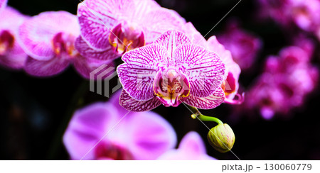 Vibrant purple orchids in full bloom showcasing intricate patterns and delicate beauty in a lush garden setting 130060779