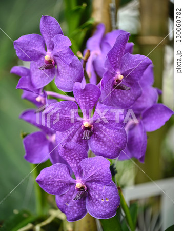 Vibrant purple orchids bloom in a lush garden during sunny afternoon hours showcasing natural beauty and elegance 130060782