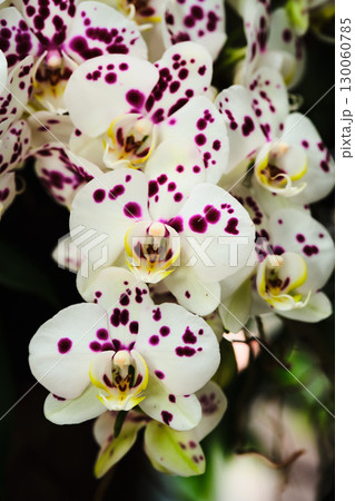 Elegant orchids with white petals and purple spots bloom in a vibrant garden during springtime Elegant orchids with white petals and purple spots bloom in a vibrant garden during springtime 130060785