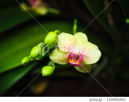 Blooming orchid reveals delicate petals and vibrant colors in a tropical garden during a sunny afternoon Blooming orchid reveals delicate petals and vibrant colors in a tropical garden during a sunny afternoon 130060802