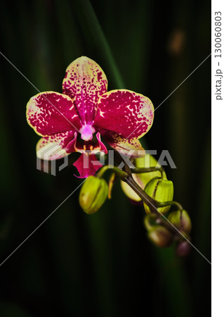 Delicate pink and yellow orchid blooms gracefully in a lush green setting during midday under soft sunlight Delicate pink and yellow orchid blooms gracefully in a lush green setting during midday under soft sunlight 130060803