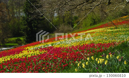 Vibrant tulip and daffodil field in full bloom during spring at a picturesque garden setting 130060810