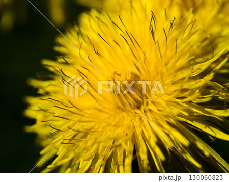 Bright yellow dandelion flower blooms in spring sunlight showcasing intricate details of petals Bright yellow dandelion flower blooms in spring sunlight showcasing intricate details of petals 130060823