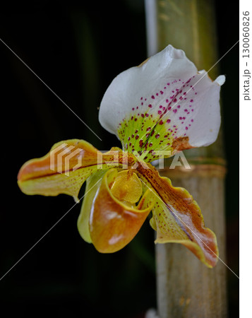 Unique orchid with colorful petals showcasing intricate patterns in a lush garden environment during daylight 130060826