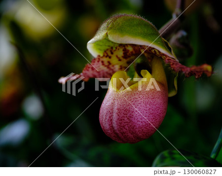 Vibrant pink orchid bloom showcasing delicate textures in a lush green environment under natural light Vibrant pink orchid bloom showcasing delicate textures in a lush green environment under natural light 130060827