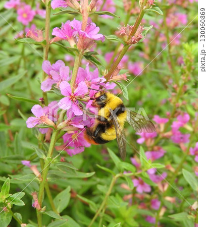 ミソハギの花で吸蜜する「クロマルハナバチ」オス 130060869