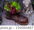 Old boot repurposed as colorful planter with succulents in a garden setting during daytime 130060887