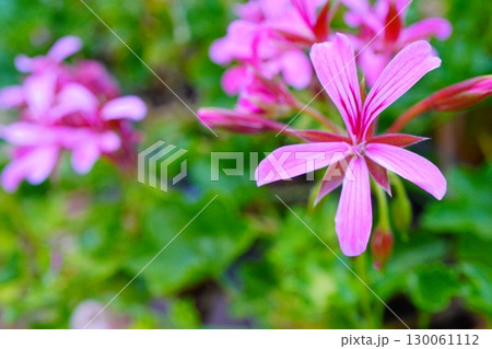 鮮やかなピンク色のゼラニウムの花のクローズアップ 鮮やかなピンク色のゼラニウムの花のクローズアップ 130061112