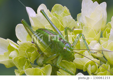 見つめるキタササキリモドキ 130061153
