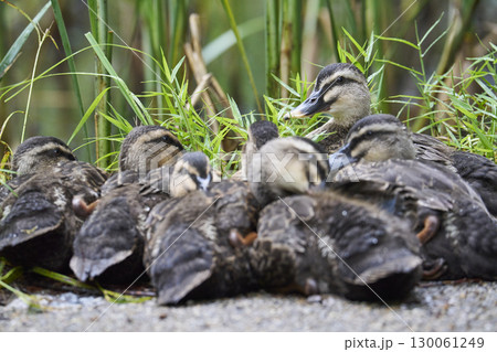 体を寄せ合うカルガモのヒナたち 130061249