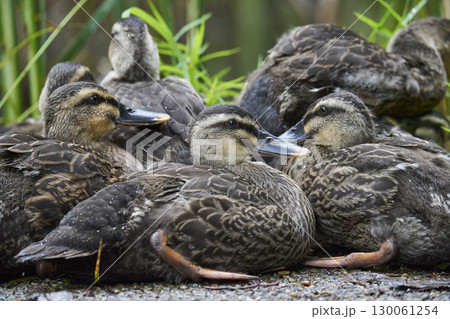 体を寄せ合うカルガモのヒナたち 体を寄せ合うカルガモのヒナたち 130061254
