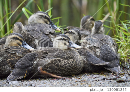 体を寄せ合うカルガモのヒナたち 130061255