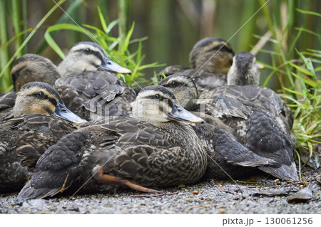 体を寄せ合うカルガモのヒナたち 130061256