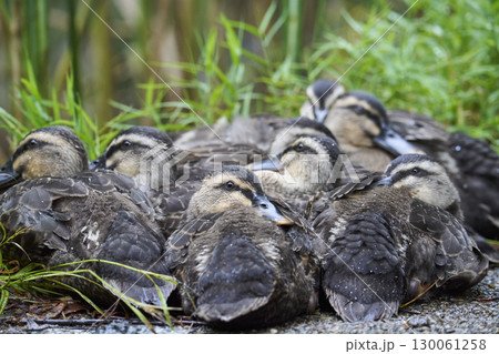 体を寄せ合うカルガモのヒナたち 体を寄せ合うカルガモのヒナたち 130061258