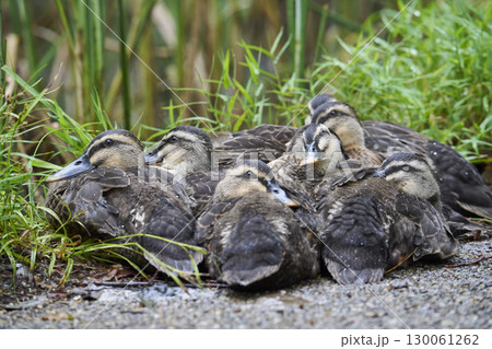 体を寄せ合うカルガモのヒナたち 130061262