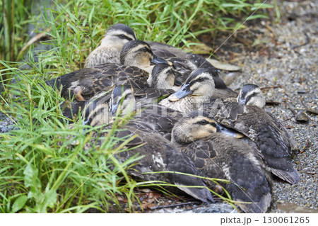 体を寄せ合うカルガモのヒナたち 体を寄せ合うカルガモのヒナたち 130061265