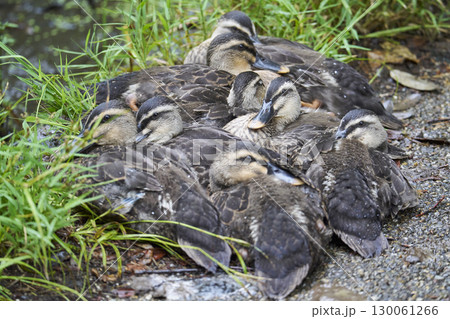 体を寄せ合うカルガモのヒナたち 130061266