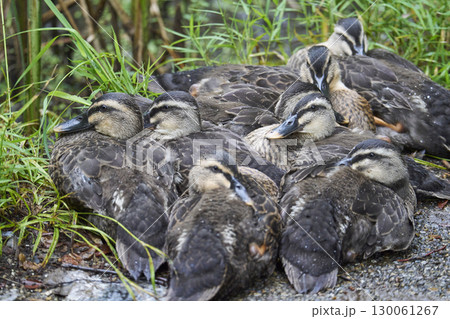 体を寄せ合うカルガモのヒナたち 130061267