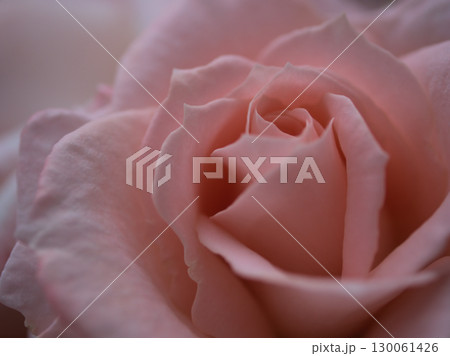 5月に美しく咲いたピンク色のバラの花「優花(ゆうか)」 5月に美しく咲いたピンク色のバラの花「優花(ゆうか)」 130061426