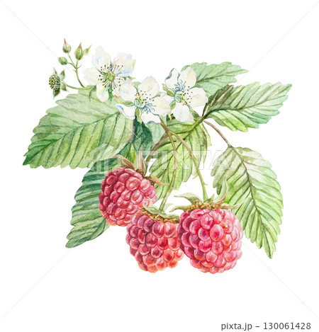 Raspberry watercolor. Beautiful branch with ripe, tasty red berries, green leaves and white flowers. Hand drawn illustration isolated. Botanical clip art for jam, drink and cosmetic label design. Raspberry watercolor. Beautiful branch with ripe, tasty red berries, green leaves and white flowers. Hand drawn illustration isolated. Botanical clip art for jam, drink and cosmetic label design. 130061428
