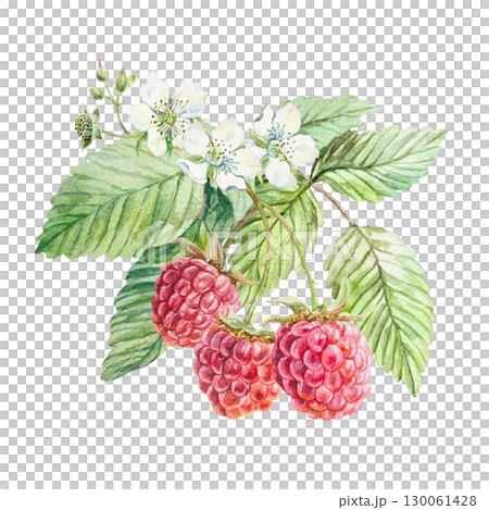 Raspberry watercolor. Beautiful branch with ripe, tasty red berries, green leaves and white flowers. Hand drawn illustration isolated. Botanical clip art for jam, drink and cosmetic label design. Raspberry watercolor. Beautiful branch with ripe, tasty red berries, green leaves and white flowers. Hand drawn illustration isolated. Botanical clip art for jam, drink and cosmetic label design. 130061428