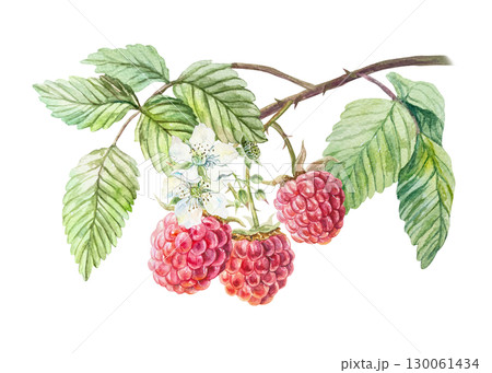 Raspberry watercolor. Branch with ripe and fresh red berries, green leaves, white flowers. Hand drawn illustration isolated. Botanical clip art for jam, drink and cosmetic label design. 130061434