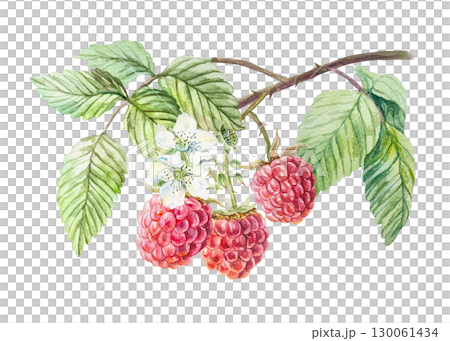 Raspberry watercolor. Branch with ripe and fresh red berries, green leaves, white flowers. Hand drawn illustration isolated. Botanical clip art for jam, drink and cosmetic label design. 130061434