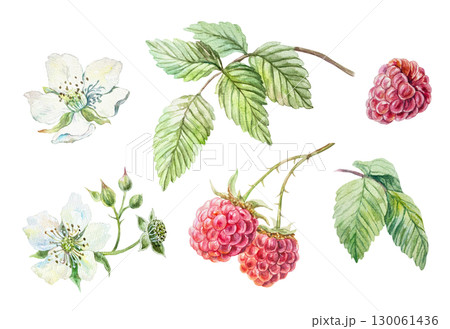 Raspberry set watercolor. Ripe red berries, green leaves, white blooming flowers. Hand drawn botanical illustration isolated for menu design, cosmetic and food labels. 130061436