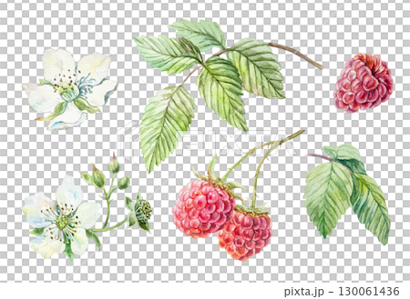 Raspberry set watercolor. Ripe red berries, green leaves, white blooming flowers. Hand drawn botanical illustration isolated for menu design, cosmetic and food labels. 130061436