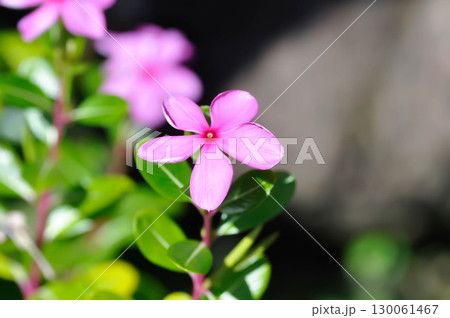Catharanthus roseus G Don ,APOCYNACEAE or Madagascar periwinkle or Vinca or Old maid 130061467