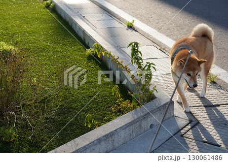 振り向く柴犬 130061486