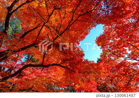 真っ赤な紅葉にハートの空 真っ赤な紅葉にハートの空 130061487