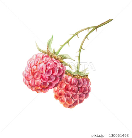 Raspberry watercolor. Ripe, fresh and bright red berries on a branch. Hand drawn illustration isolated. Botanical clip art for jam, drink and cosmetic label design. Raspberry watercolor. Ripe, fresh and bright red berries on a branch. Hand drawn illustration isolated. Botanical clip art for jam, drink and cosmetic label design. 130061498