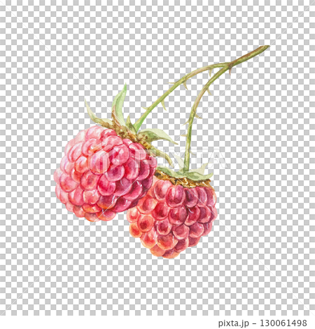 Raspberry watercolor. Ripe, fresh and bright red berries on a branch. Hand drawn illustration isolated. Botanical clip art for jam, drink and cosmetic label design. 130061498