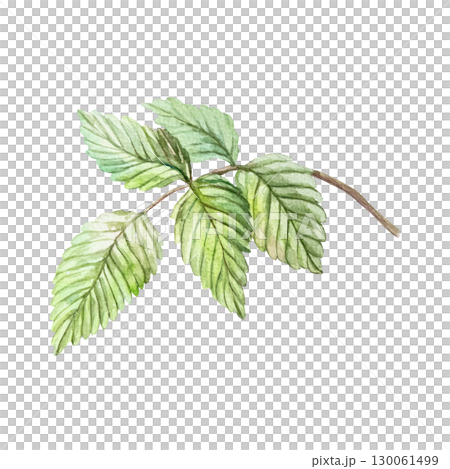 Green raspberry leaf watercolor. Hand drawn botanical illustration of branch isolated. Bright berry clipart for food and cosmetic labels and packages. 130061499