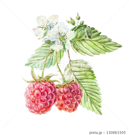 Raspberry watercolor. Ripe and fresh bright red berries, green leaves, white flowers. Hand drawn illustration isolated. Botanical clip art for jam, drink and cosmetic label design. Raspberry watercolor. Ripe and fresh bright red berries, green leaves, white flowers. Hand drawn illustration isolated. Botanical clip art for jam, drink and cosmetic label design. 130061505
