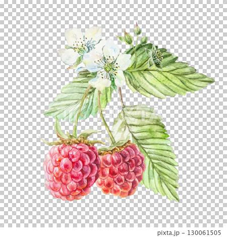 Raspberry watercolor. Ripe and fresh bright red berries, green leaves, white flowers. Hand drawn illustration isolated. Botanical clip art for jam, drink and cosmetic label design. Raspberry watercolor. Ripe and fresh bright red berries, green leaves, white flowers. Hand drawn illustration isolated. Botanical clip art for jam, drink and cosmetic label design. 130061505