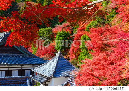 紅葉に包まれる秋の楊谷寺 130061574