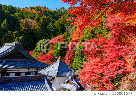 紅葉に包まれる秋の楊谷寺 紅葉に包まれる秋の楊谷寺 130061577