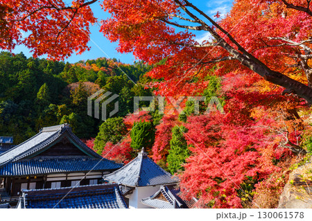 紅葉に包まれる秋の楊谷寺 紅葉に包まれる秋の楊谷寺 130061578