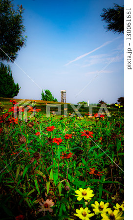 青空と花畑と雲 130061681