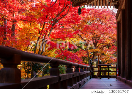 紅葉に包まれた楊谷寺 奥の院 紅葉に包まれた楊谷寺 奥の院 130061707
