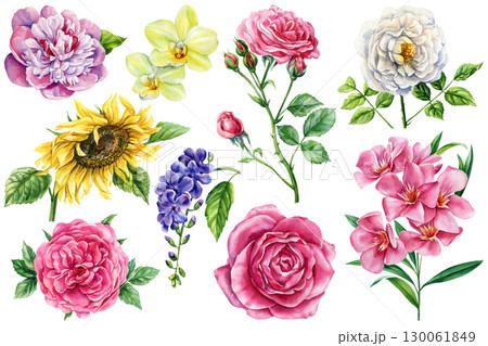Pink roses peony yellow orchid sunflower lilac oleander and white garden, watercolor floral set, flower botanical illustration Pink roses peony yellow orchid sunflower lilac oleander and white garden, watercolor floral set, flower botanical illustration 130061849