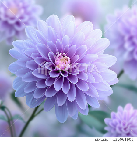 紫色のダリアの花が咲いています 130061909