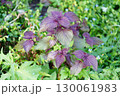 薄紫色のガクアジサイの花 130061983